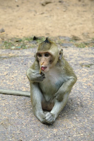Angkor małpa — Zdjęcie stockowe