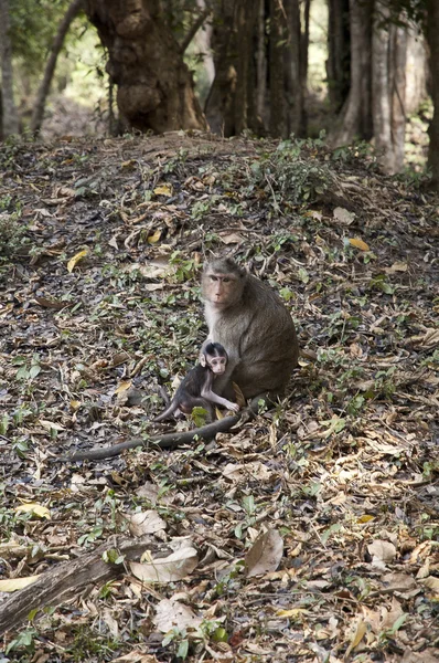 Angkor monkey — Stock Photo, Image