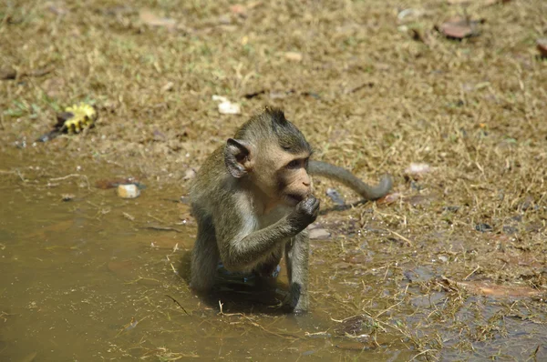 Małpy — Zdjęcie stockowe