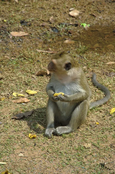 Scimmia di Angkor — Foto Stock