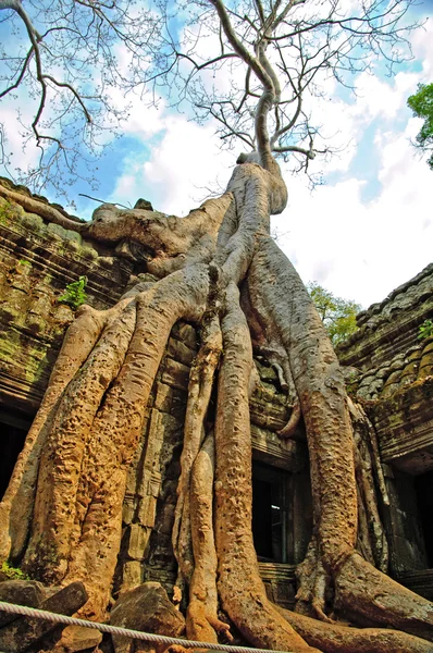 stock image In temples of Angkor