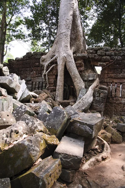 In tempels van angkor — Stockfoto