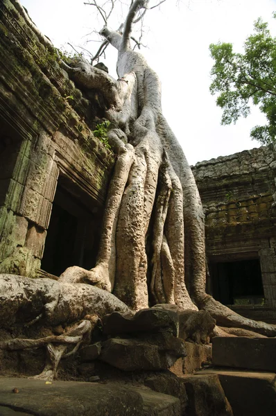 stock image In temples of Angkor