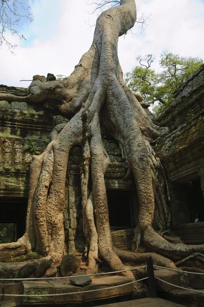 stock image In temples of Angkor