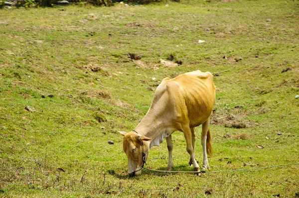 Καμπότζη αγελάδα — Φωτογραφία Αρχείου