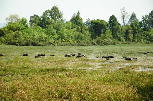 Mucca cambogiana — Foto Stock