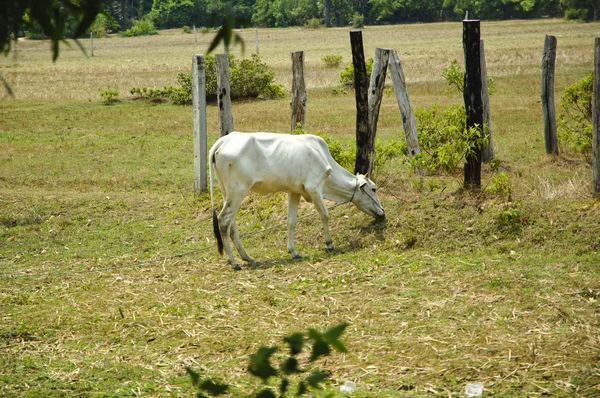 stock image Cambodia cow