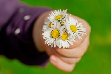 papatya çiçeği bir çocuğun elinde
