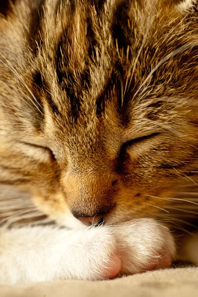 Carino piccolo gattino dormire — Foto Stock