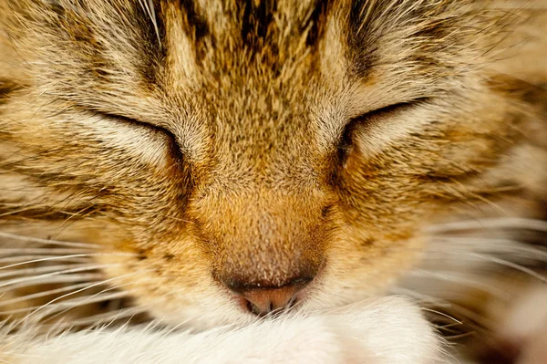 Roztomilé koťátko spát — Stock fotografie