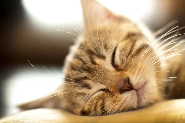 Roztomilé koťátko spát — Stock fotografie