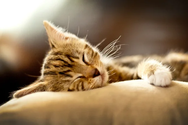 Bonito gatinho dormindo — Fotografia de Stock