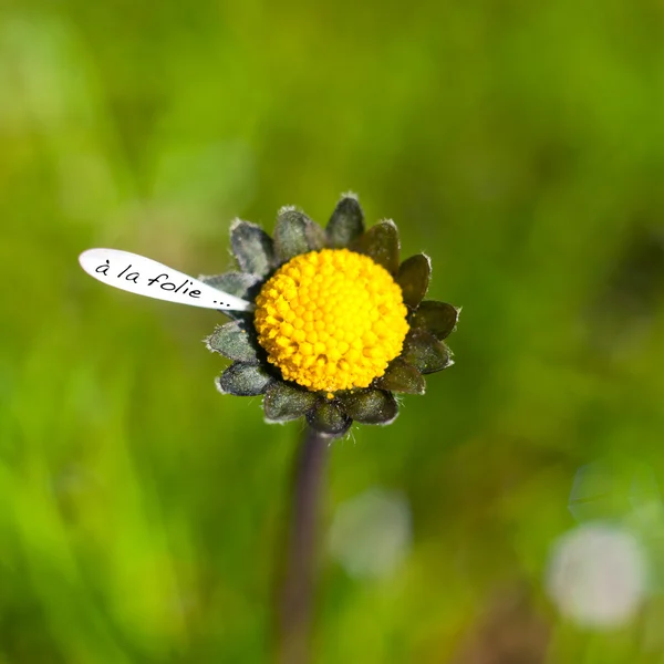 Gänseblümchen-Blume in Kinderhand — Stockfoto