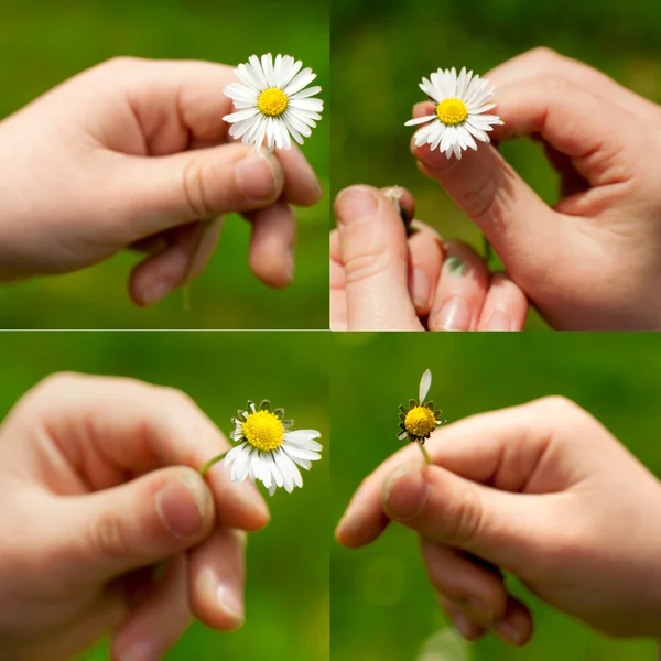 Gänseblümchen-Blume in Kinderhand — Stockfoto