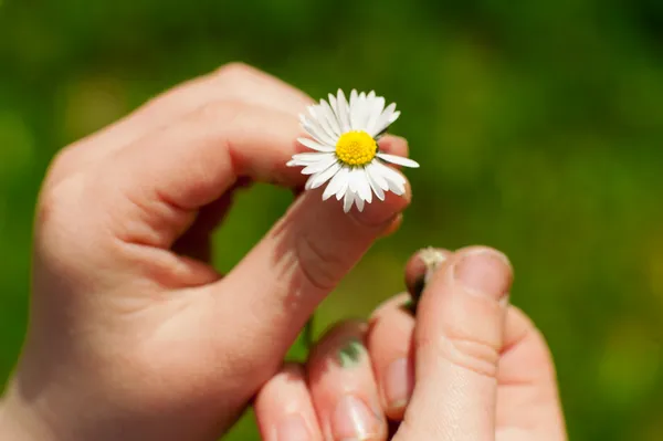 stock image Daisy flower in a child hand