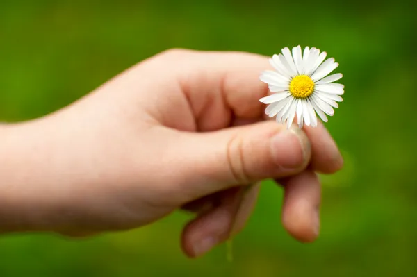 stock image Daisy flower in a child hand