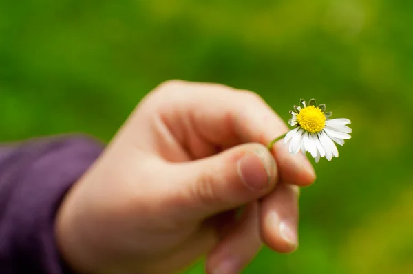 Fiore margherita in una mano bambino — Foto Stock