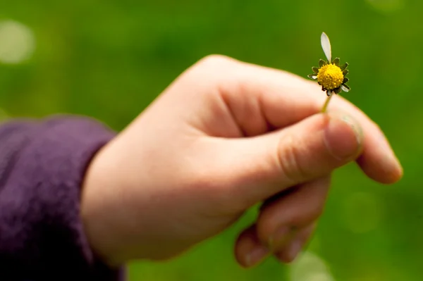Daisy flower in a child hand — Stock Photo, Image