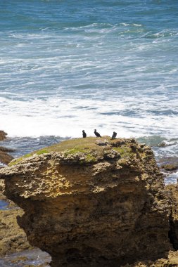 Torquay beach - Avustralya