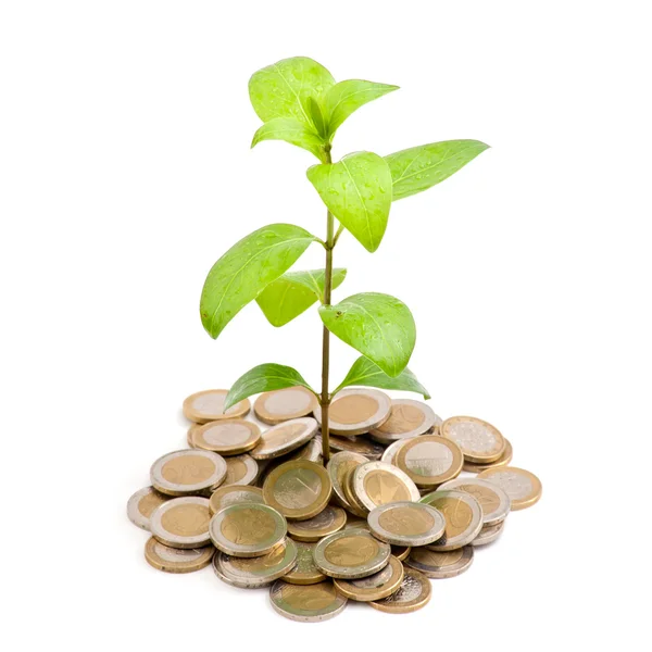 Mladá rostlina, rostoucí z mince — Stock fotografie