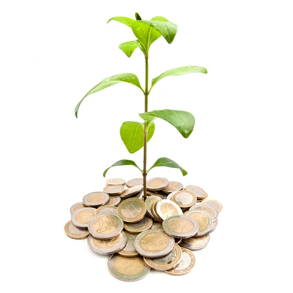 Young plant growing from coins — Stock Photo, Image