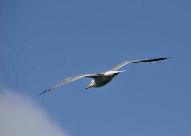 Ring-billed martı