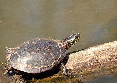 Painted Turtle clipart