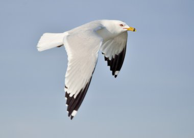 Ring-billed martı