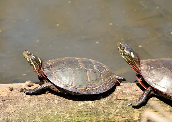 Geschilderde schildpadden — Stockfoto