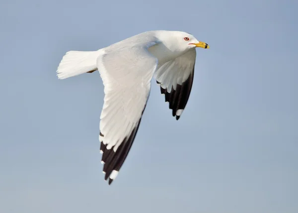 Ring-billed Seagull — Stock Photo, Image