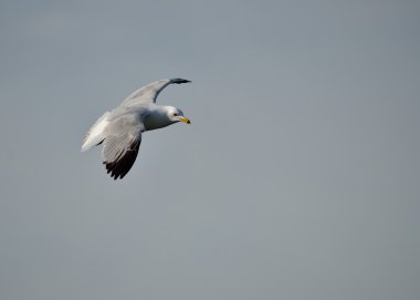 Ring-billed martı