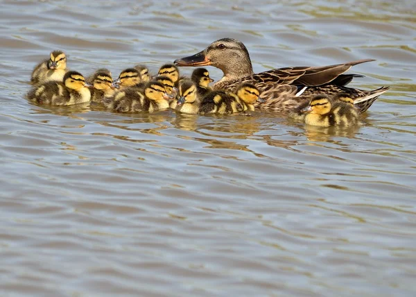 Mallard Ducklings — Stock Photo, Image