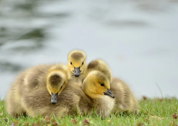 Canada oca goslings — Foto Stock