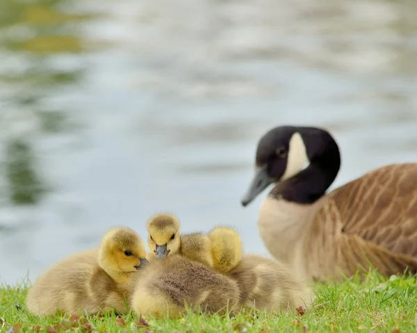 Ganso de Canadá goslings —  Fotos de Stock