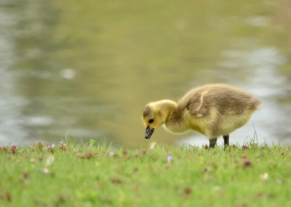 Kanadagås gosling — Stockfoto
