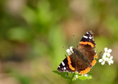 Red Admiral Butterfly clipart