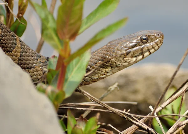 Северная водяная змея — стоковое фото