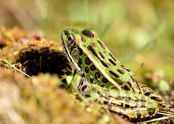 Northern Leopard Frog — Stock Photo, Image