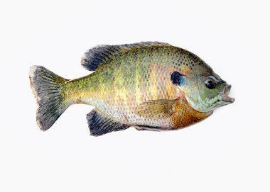 Sunfish clipart