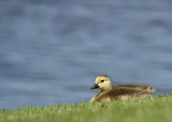 Kanadagås gosling — Stockfoto