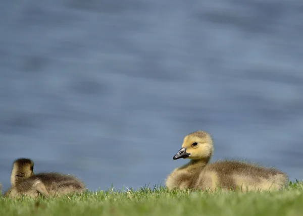 Ganso de Canadá goslings — Foto de Stock