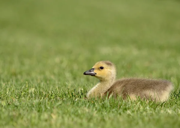Bernikla kanadyjska gosling — Zdjęcie stockowe