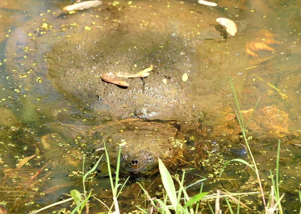 stock image Snapping Turtle