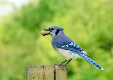 Blue Jay clipart