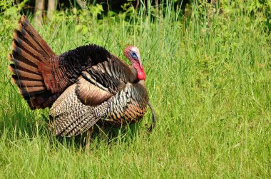 Wild Turkey clipart