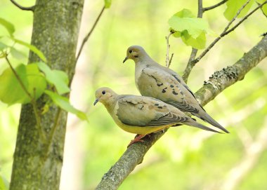 Mourning doves clipart