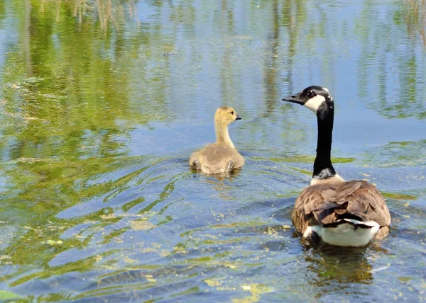 Canada Goose Gosling — Stock Photo, Image