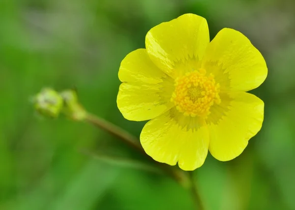 Buttercup Flower — Stock Photo, Image