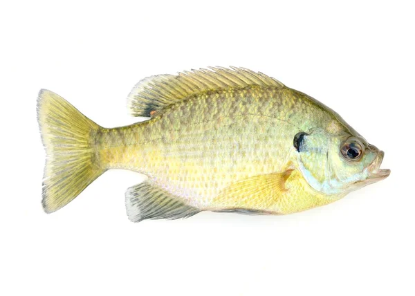 Sunfish Stockbild