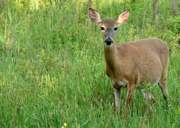 stock image Whitetail Deer Doe